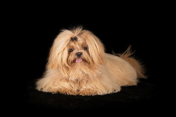 Shih-Tzu en studio sur fond noir