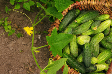 Basket with fresh green cucumbers. Crop of cucumbers