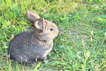 Cute small rabbit sitting on the grass