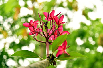 Plumeria flowers are fragrant and beautiful