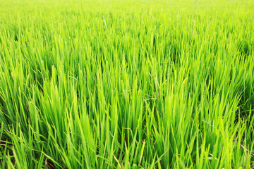 green paddy 