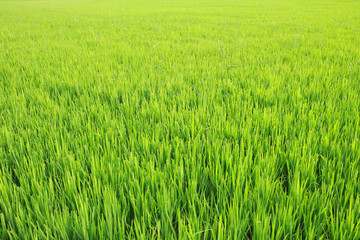 green paddy 