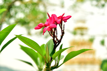 Plumeria flowers are fragrant and beautiful
