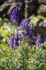 blauer Eisenhut, Aconitum napellus