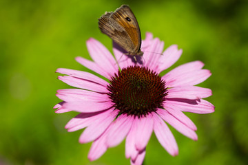 Dickkopffalter auf Echinacea