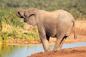 Naklejka na ściany i meble An African elephant (Loxodonta africana) at a waterhole, Addo Elephant National Park, South Africa