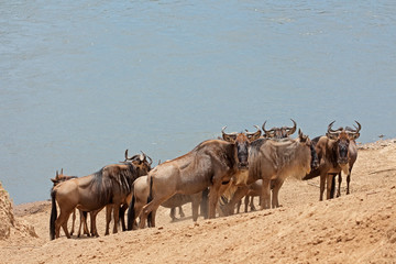 Migratory blue wildebeest (Connochaetes taurinus), Mara river, Masai Mara National Reserve, Kenya