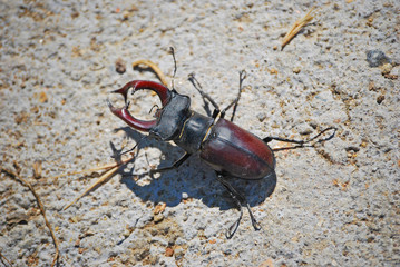 Lucanus cervus