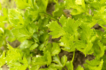 leaf parsley