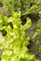 grown lettuce
