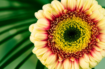 gerber flower