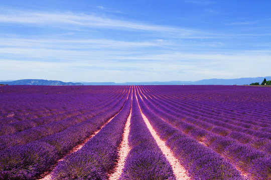 Lavender field at the plateau of Valensole in Provence, France