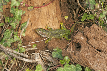 green lizard
