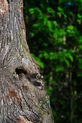 Young Raccoon (Procyon lotor) Looks Down from Tree