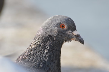 pigeon