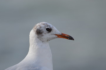 mouette