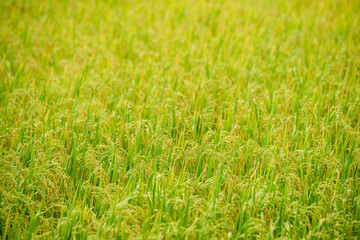rice field