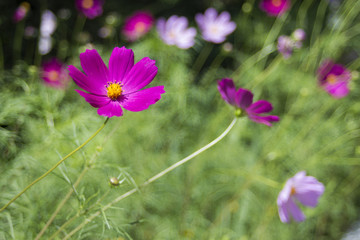 kosmeya flowers in the flowerbed colorful summer background