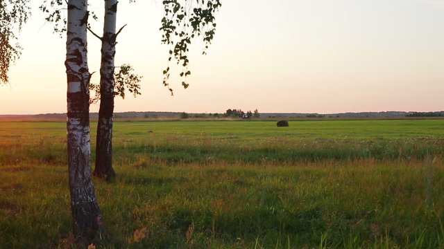 Russian landscape, birch on the sunset, tractor plowing field