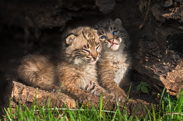 Naklejka na ściany i meble Baby Bobcat Kittens (Lynx rufus) Snuggle in Hollow Log