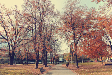 Naklejka premium Golden autumn landscape - trees with yellow, red and brown leaves on a sunny autumn morning in a city park. Image filtered in faded, washed out, retro style; nostalgic, vintage autumn concept.