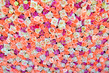 Fototapeta na wymiar background of colored roses