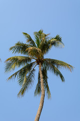 coconut tree on blue sky background