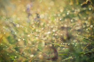 Natural bokeh