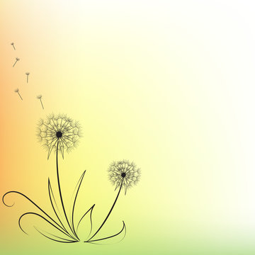 Fototapeta soffione sfondo colorato