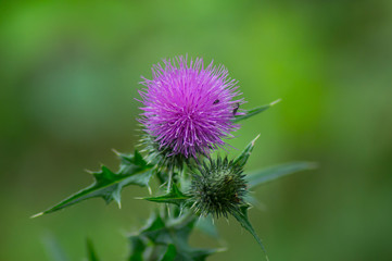 Distel Blüte