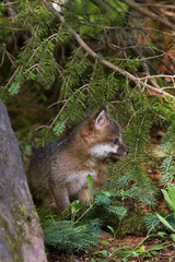 Naklejka na ściany i meble Grey Fox Kit (Urocyon cinereoargenteus) Sits in Pine