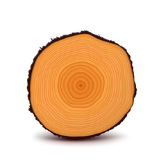 Tree cut isolated on white background. Vector illustration