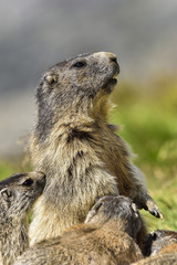 Alpine marmot