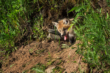 Red Fox Kit (Vulpes vulpes) Pokes Head out of Den