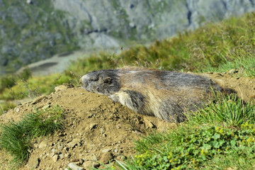 Fototapeta premium Alpine marmot