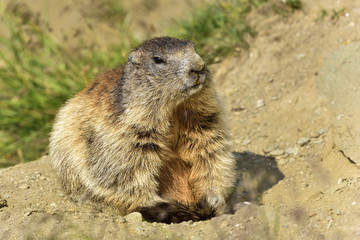 Alpine marmot