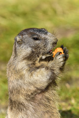 Alpine marmot