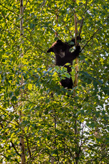 Young Black Bear (Ursus americanus) Looks Down from Thin Tree Tr