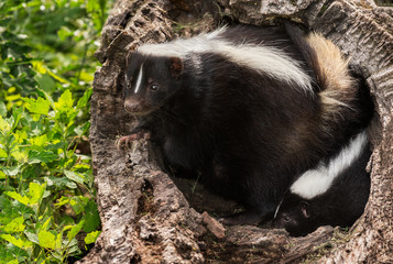 Mother Striped Skunk (Mephitis mephitis) and Kit in Log
