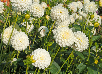 Dahlien