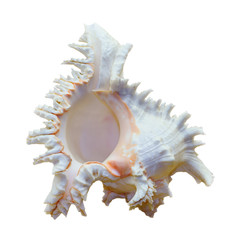 Shell of Chicoreus Ramosus, Ramose Murex