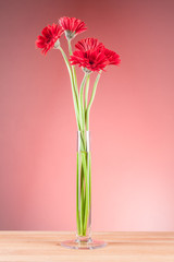 Gerbera in a glass vase