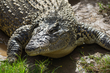 A crocodile