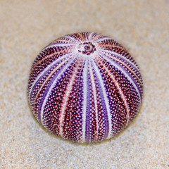 Shell of Sea Urchin or urchin