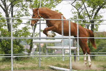Beautiful young purebred horse jump over barrier