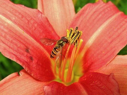 Orange day lily flowers and working bee in botanical garden
