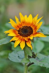 Obraz premium Helianthus annuus - sunflower - Seeds of ripen sunflowers 