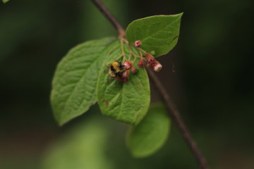 Bee Lands on Leaf