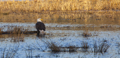 Bald Eagle sitting in a creek at the Ridgefield Wildlife Refuge in Washington State