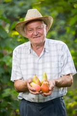Senior man picking pears in an orchard
